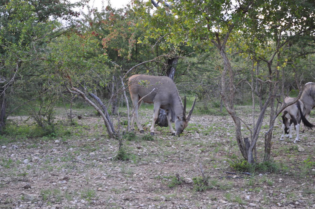 Etotongwe Lodge Outjo Exterior photo
